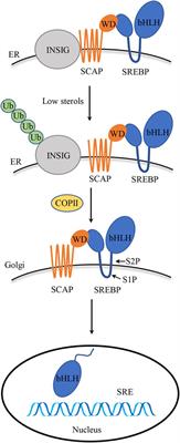 SREBPs as the potential target for solving the polypharmacy dilemma